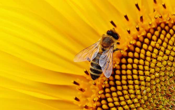 僵尸蜜蜂真的存在嗎? 僵尸蜜蜂
