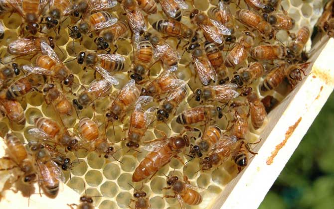 蜂群里蜂王死了怎么辦? 蜂王死了怎么辦