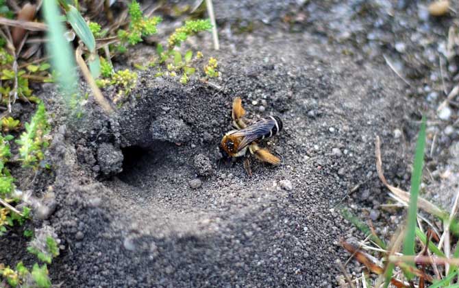養殖蜜蜂要投入多少錢? 養蜂投資