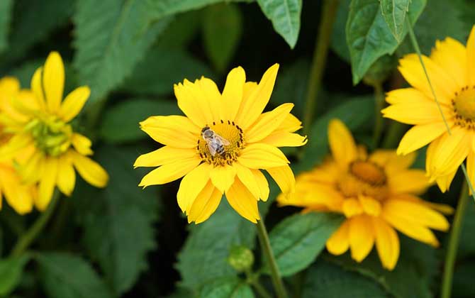 蜜蜂的資料有哪些? 蜜蜂的資料