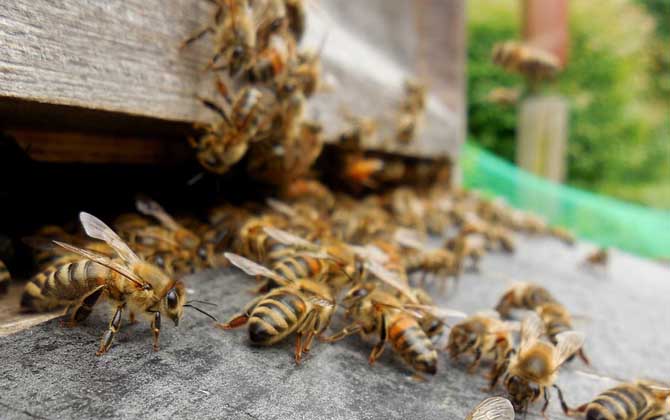 蜜蜂螺原體病的癥狀及防治 蜜蜂螺原體病