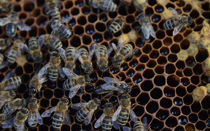 蜜蜂螺原體病的癥狀及防治 蜜蜂螺原體病