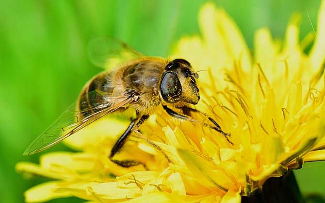 「基礎篇」蜂群的組成及分工 蜜蜂