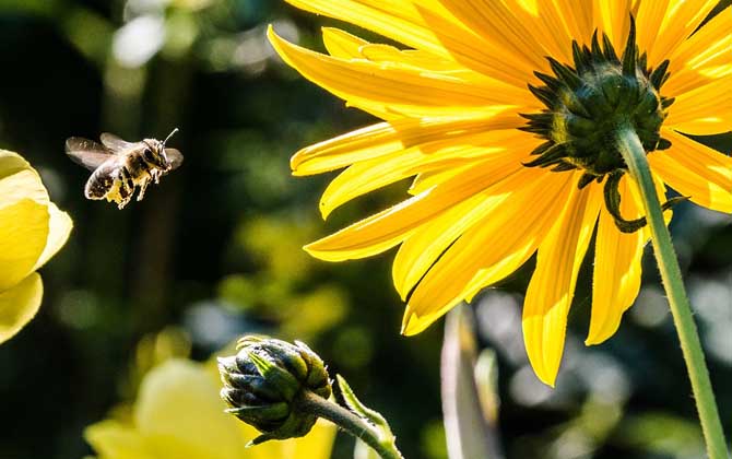 「基礎(chǔ)篇」蜜蜂吃什么食物? 蜜蜂
