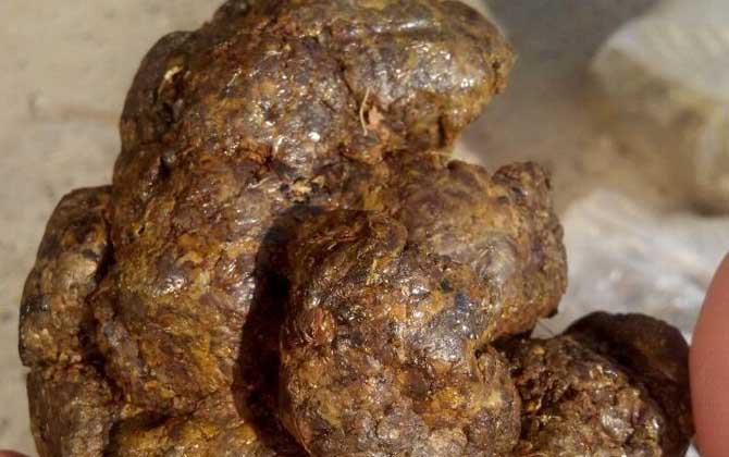 蜂膠有什么功效及用途? 蜂膠