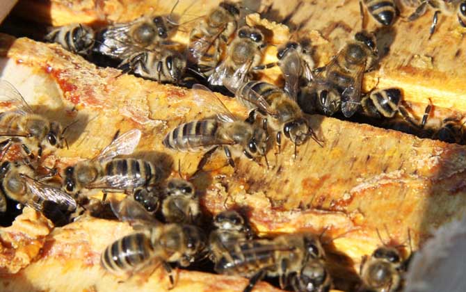蜂膠有什么功效及用途? 蜂膠