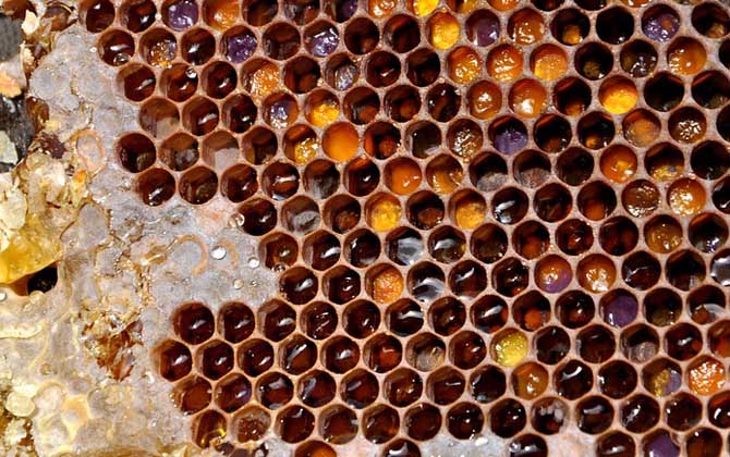 蜂巢怎么吃效果最好? 蜂巢