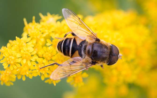 養蜂合作社都有哪些補貼? 養蜂補貼