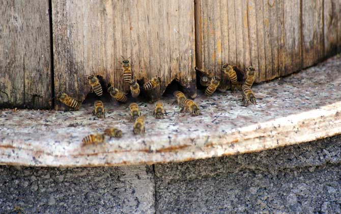 養(yǎng)50箱蜜蜂要多少資金? 養(yǎng)蜂