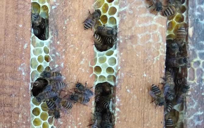 我國養有多少群中蜂? 中蜂