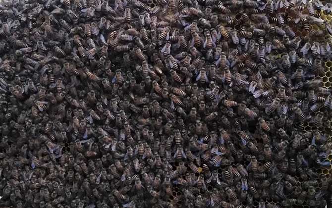 2021年中蜂多少錢一箱? 中蜂