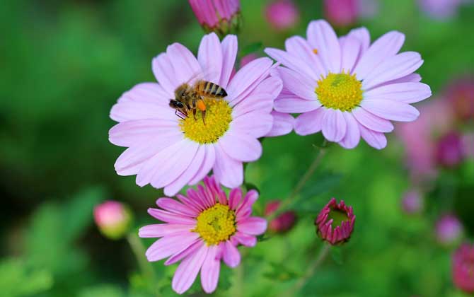 我國哪里的養蜂人最多? 養蜂