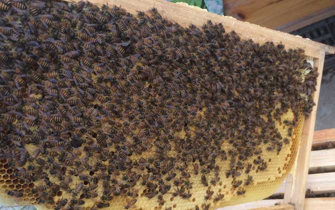 發展蜜蜂養殖有什么好處? 蜜蜂養殖