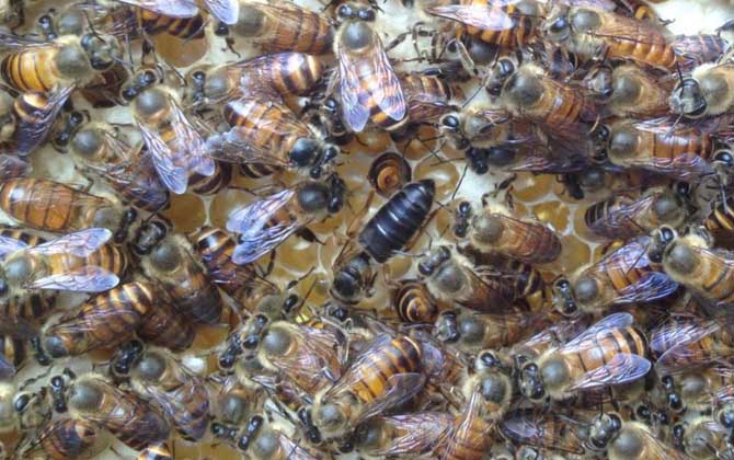 養蜂一年能掙二十多萬嗎? 養蜂