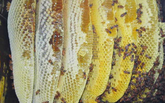 養蜂一年能掙二十多萬嗎? 養蜂