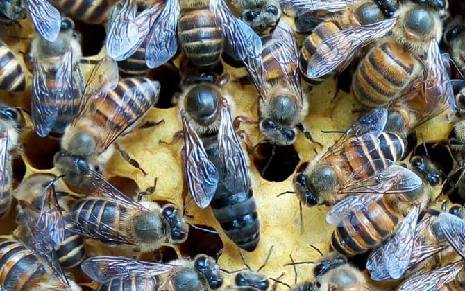 養20箱蜜蜂利潤有多少? 養蜂