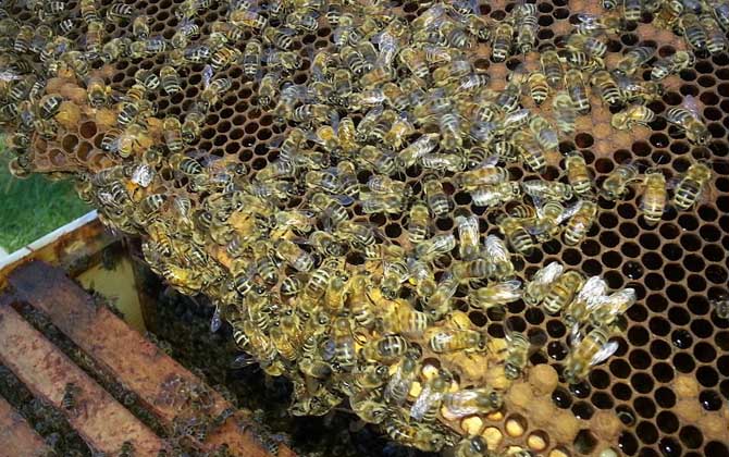 養蜂行業為什么不被看好? 養蜂