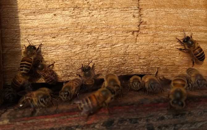 投資2萬養蜜蜂有多少利潤? 養蜂