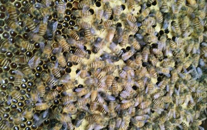 投資2萬養蜜蜂有多少利潤? 養蜂