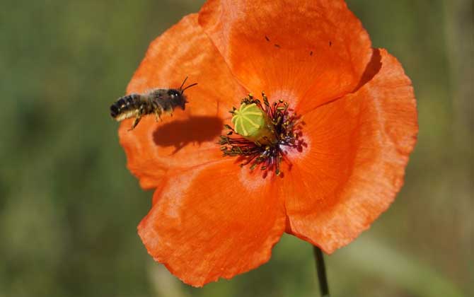 蜜蜂螫人后為什么會死? 蜜蜂