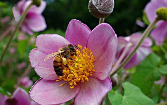 蜜蜂有幾條腿和翅膀? 蜜蜂