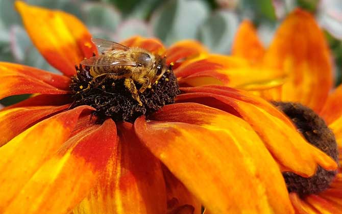 蜜蜂最怕什么東西? 蜜蜂