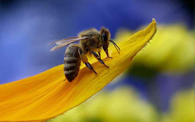 幼年蜂、青年蜂、壯年蜂、老年蜂的區別 工蜂