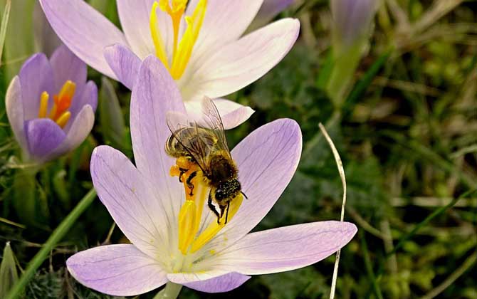 幼年蜂、青年蜂、壯年蜂、老年蜂的區別 工蜂