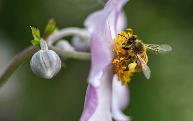 幼年蜂、青年蜂、壯年蜂、老年蜂的區別 工蜂
