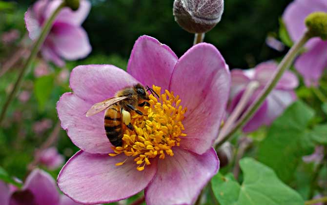 工蜂有什么特點? 工蜂