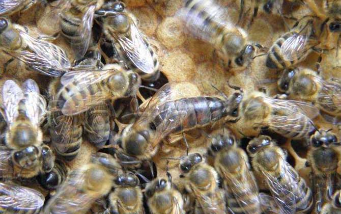 東北黑蜂有什么特點(diǎn)? 東北黑蜂