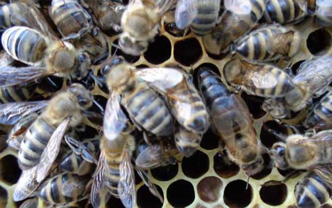 東北黑蜂有什么特點(diǎn)? 東北黑蜂