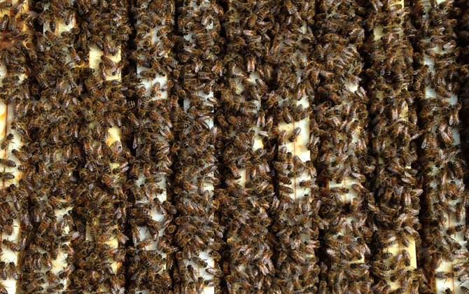 卡尼鄂拉蜂有什么特點? 卡尼鄂拉蜂