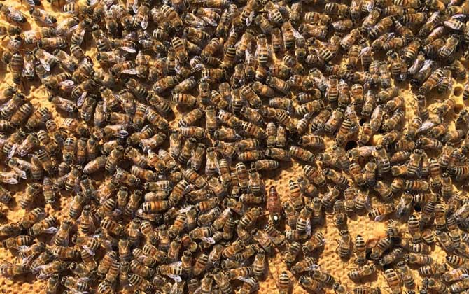 卡尼鄂拉蜂有什么特點? 卡尼鄂拉蜂