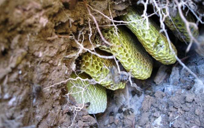 中華蜜蜂分布在哪里? 中華蜜蜂