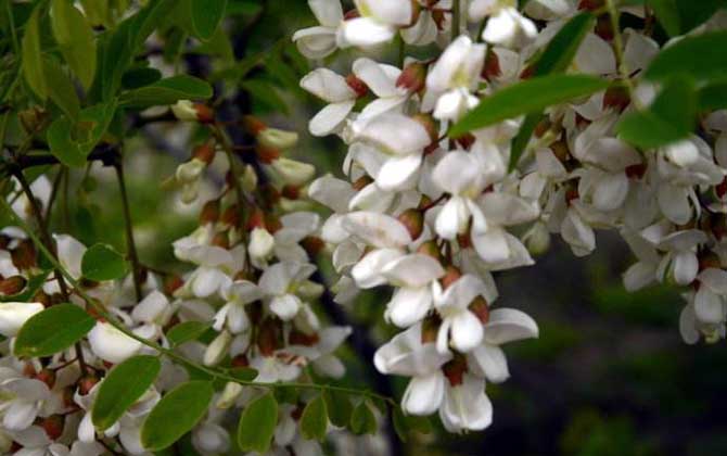 我國主要蜜源植物分布及花期 洋槐