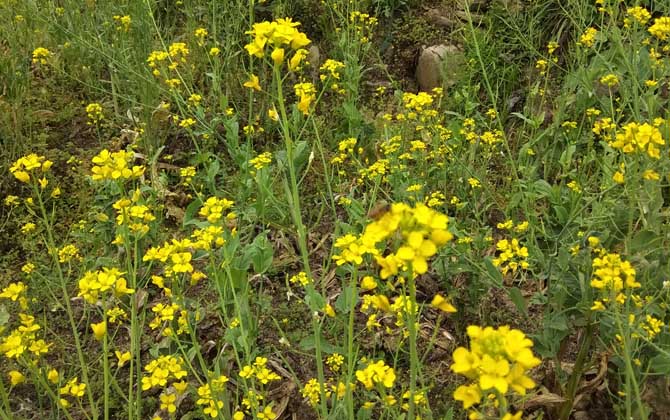 我國主要蜜源植物分布及花期 油菜
