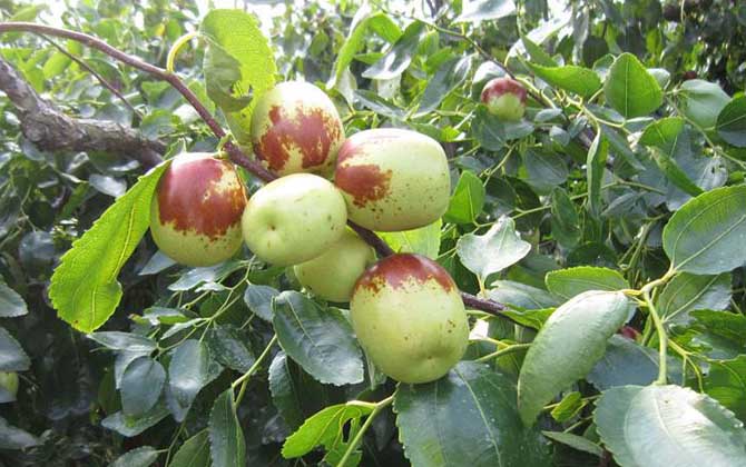 我國主要蜜源植物分布及花期 棗樹