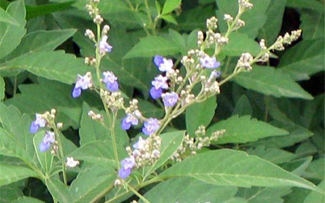 我國主要蜜源植物分布及花期 荊條