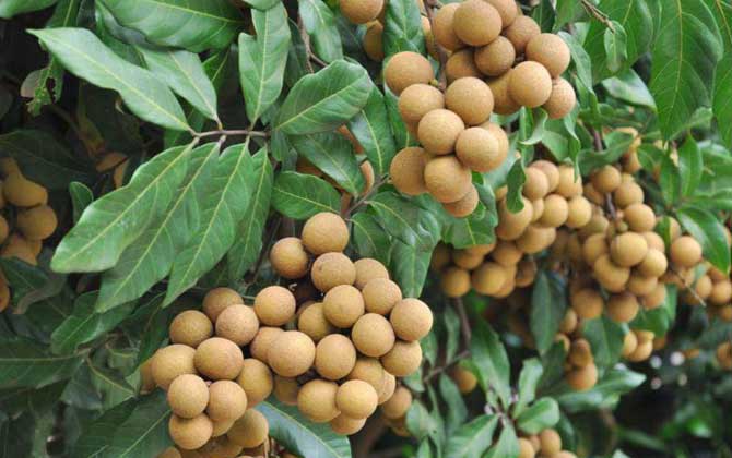 我國主要蜜源植物分布及花期 龍眼