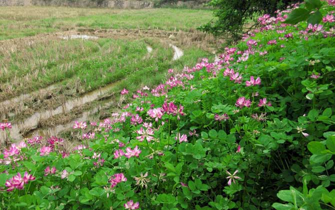 我國主要蜜源植物分布及花期 紫云英