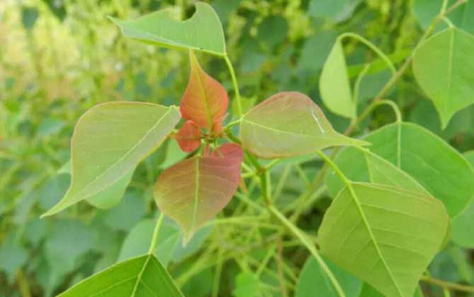 我國主要蜜源植物分布及花期 烏桕