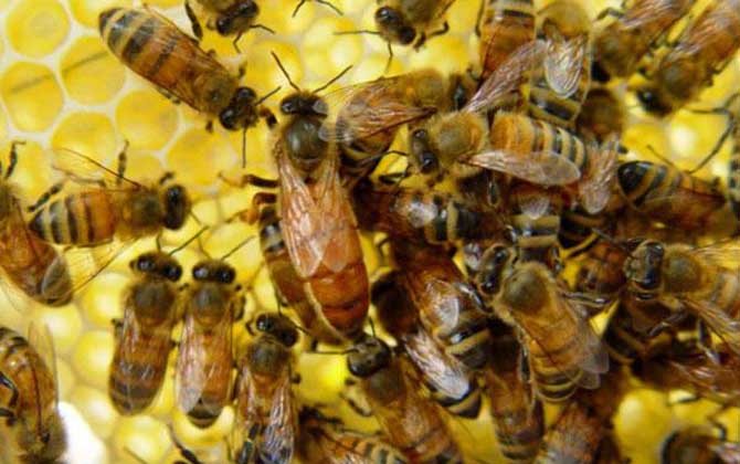 新蜂王交尾成功有什么標志? 新蜂王交尾