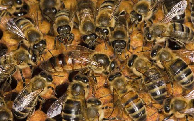 新蜂王交尾成功有什么標志? 新蜂王交尾