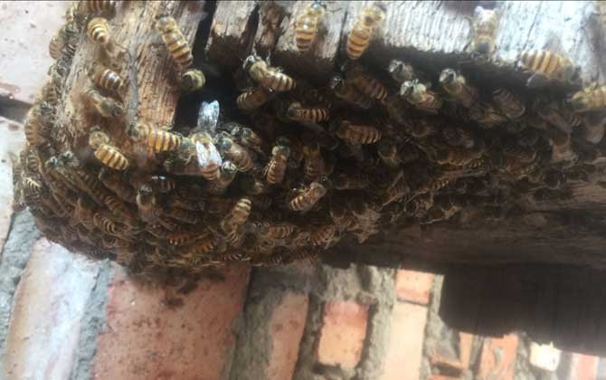 處女蜂王什么時候交尾? 處女蜂王