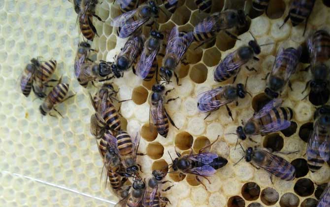 處女蜂王是怎樣交尾的? 處女蜂王