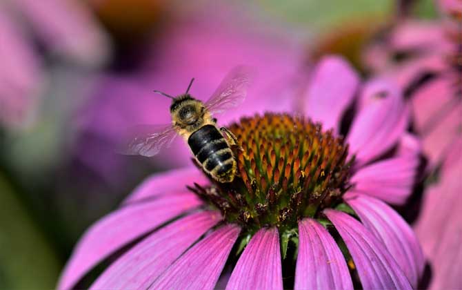 被蜜蜂蟄了怎么處理才好? 被蜜蜂蟄了怎么處理