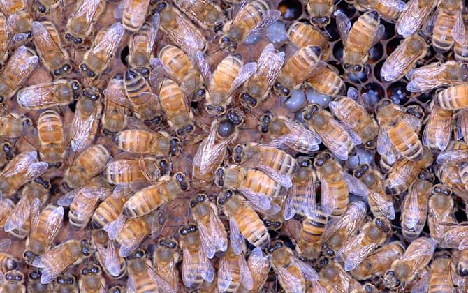 蜂王是雌性的還是雄性的? 蜂王