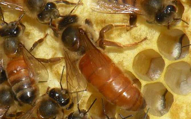 蜂王是雌性的還是雄性的? 蜂王