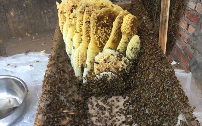 蜜蜂認巢、試飛、朝王、鬧巢的區別 鬧巢